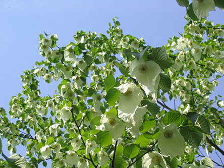 Davidia involucrata fleur 800PX